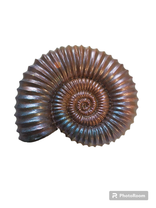 Ammonite